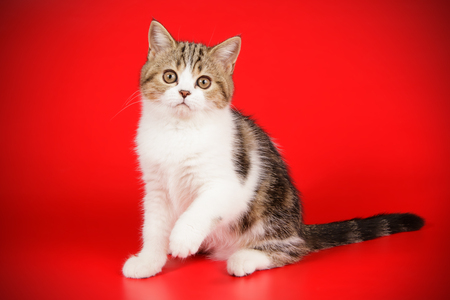 scottish straight catの写真素材