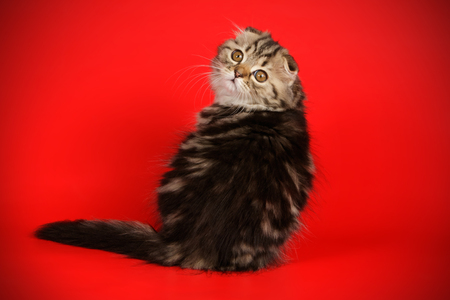 scottish fold longhair kittenの写真素材