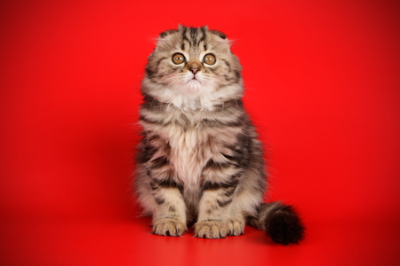 scottish fold longhair kittenの写真素材