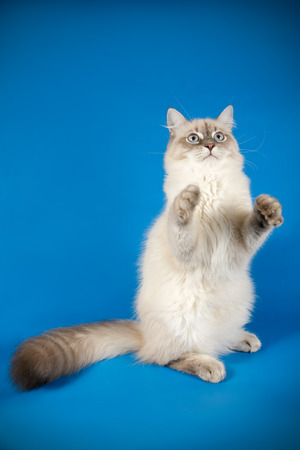 neva masquerade catの写真素材
