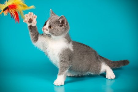 british shorthair catの写真素材