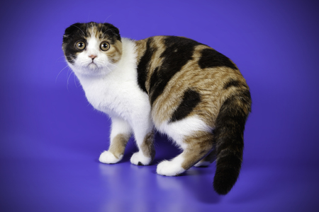 scottish fold shorthair tortie catの写真素材