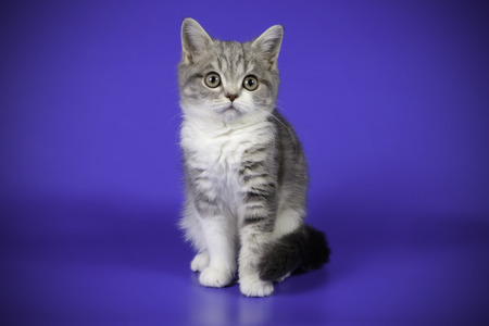 scottish straight shorthair catの写真素材