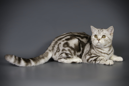 scottish straight shorthair catの写真素材