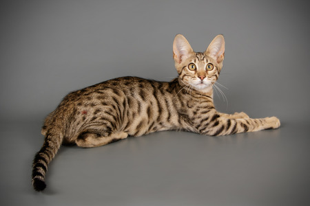 studio photography of a savannah cat on colored backgroundsの写真素材
