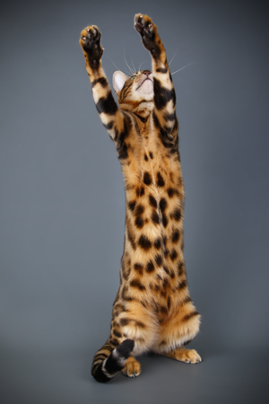 Studio photography of a bengal cat on colored backgroundsの写真素材