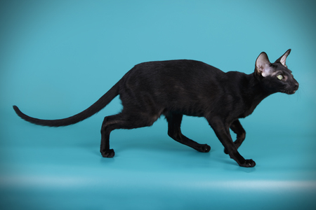 Studio photography of a black oriental cat on colored backgroundsの写真素材