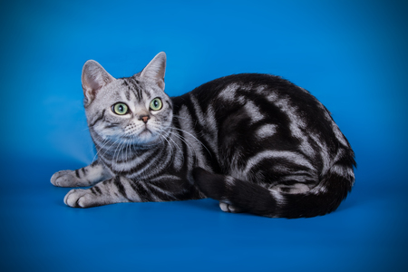 studio photography of an American shorthair cat on colored backgroundsの写真素材