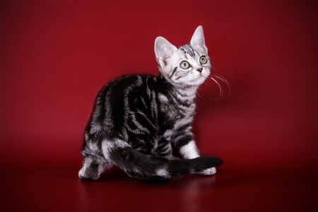 studio photography of an American shorthair cat on colored backgroundsの写真素材