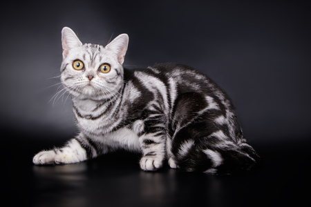 studio photography of an American shorthair cat on colored backgroundsの写真素材
