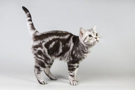 studio photography of an American shorthair  on colored backgroundの写真素材
