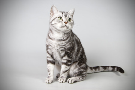studio photography of an American shorthair  on colored backgroundの写真素材