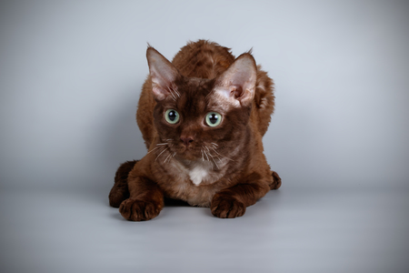 Studio photography of an devon rex  on colored background