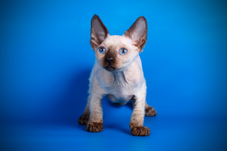 Studio photography of an devon rex  on colored background