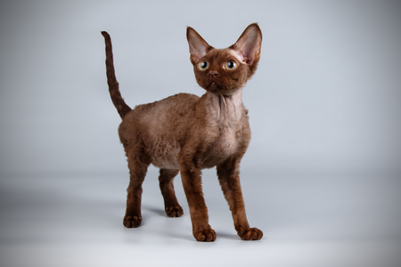 Studio photography of a devon rex cat on colored backgrounds