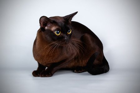 Studio photography of a Burmese cat on coloured backgroundsの写真素材