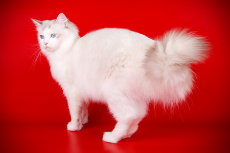 Studio photography of the neva masquerade cat on a colored backgroundの写真素材