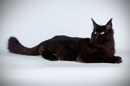 Studio photography of a Maine Coon cat on colored backgroundsの写真素材