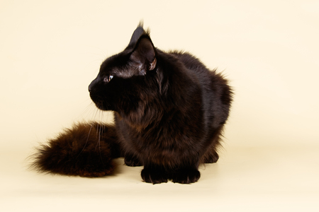 Studio photography of a Maine Coon cat on colored backgroundsの写真素材