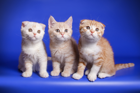 Studio photography of a Scottish fold shorthair tortie cats on colored backgroundsの写真素材