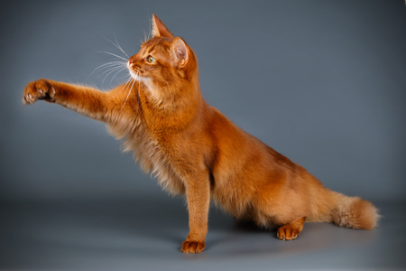 Studio photography of a Somali cat on colored backgroundsの写真素材