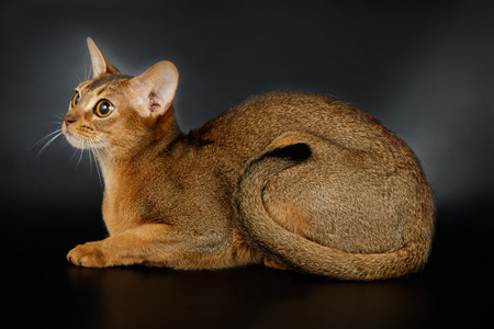 Studio photography of an abyssinian cat on colored backgroundsの写真素材