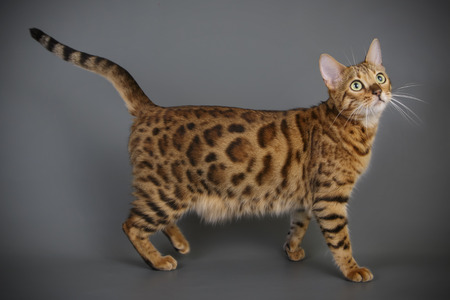 Studio photography of a bengal cat on colored backgrounds