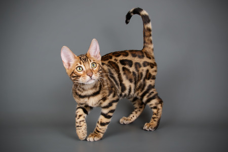 Studio photography of a bengal cat on colored backgrounds