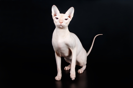 Studio photography of the cat of the don sphinx cat on colored backgrounds
