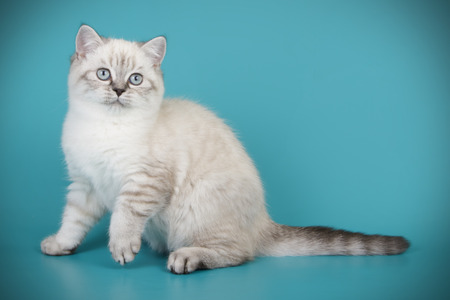 Studio photography of a british shorthair cat on colored backgroundsの写真素材