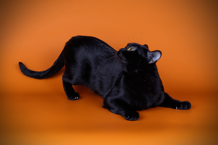 Studio photography of a bombay cat on colored backgroundsの写真素材