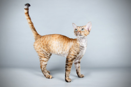 Studio photography of a devon rex cat on colored backgrounds