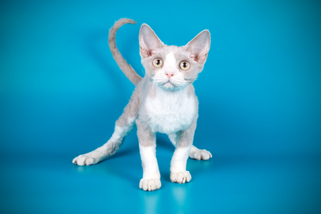 Studio photography of a devon rex cat on colored backgrounds