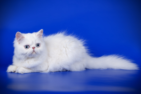 Studio photography of a persian cat on colored backgroundsの写真素材