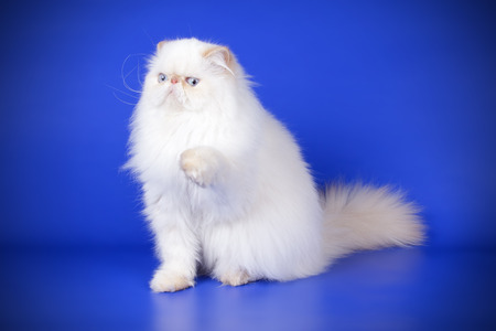 Studio photography of a persian cat on colored backgroundsの写真素材