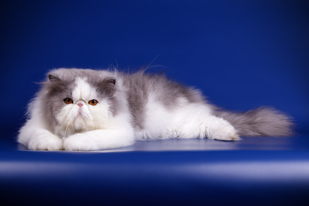 Studio photography of a persian cat on colored backgroundsの写真素材