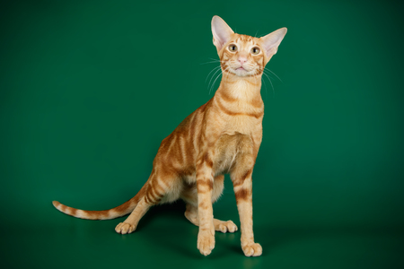 Studio photography of a oriental cat on colored backgroundsの写真素材