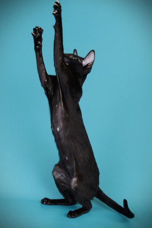 Studio photography of a oriental cat on colored backgroundsの写真素材