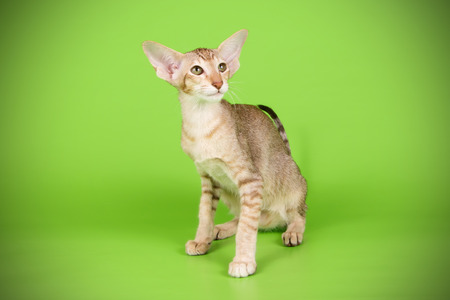 Studio photography of a oriental cat on colored backgroundsの写真素材