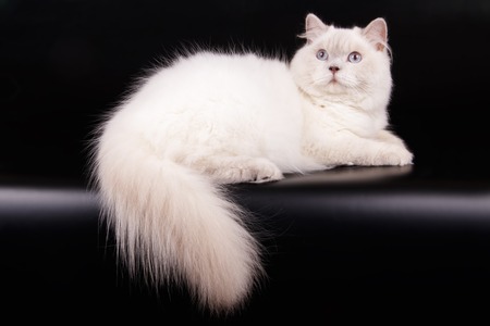 Scottish straight longhair cat on colored backgroundsの写真素材