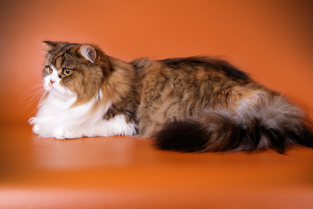 Scottish straight longhair cat on colored backgroundsの写真素材