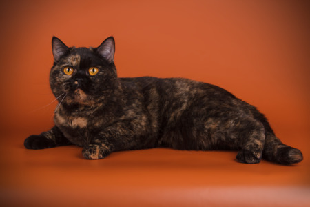 Studio photography of a british shorthair cat on colored backgroundsの写真素材