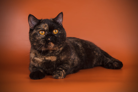 Studio photography of a british shorthair cat on colored backgroundsの写真素材