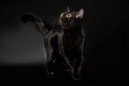 Studio photography of a bombay cat on colored backgroundsの写真素材