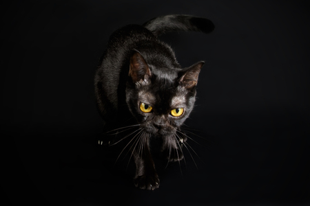 Studio photography of a bombay cat on colored backgroundsの写真素材
