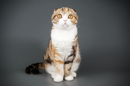 Studio photography of a scottish fold shorthair cat on colored backgroundsの写真素材
