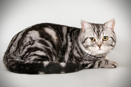 Studio photography of a scottish straight shorthair  on colored backgroundの写真素材