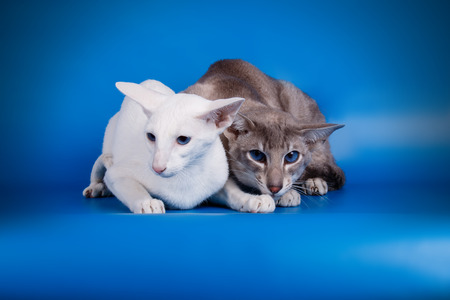 Studio photography of a oriental cat on colored backgroundsの写真素材