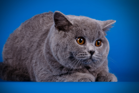 Studio photography of a british shorthair cat on colored backgroundsの写真素材
