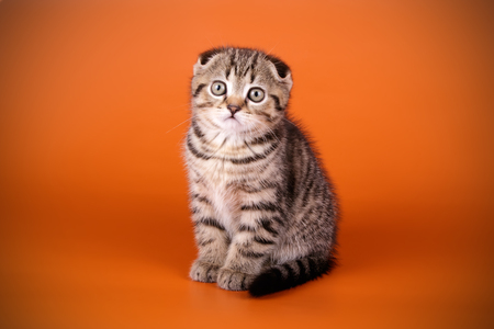 Studio photography of a scottish fold shorthair cat on colored backgroundsの写真素材
